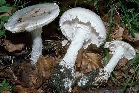 Attēlu rezultāti vaicājumam “Amanita strobiliformis”