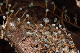 Attēlu rezultāti vaicājumam “Didymium bahiense macro”