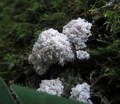 Attēlu rezultāti vaicājumam “Lycogala fuscoolearium young”