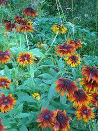 Attēlu rezultāti vaicājumam “Rudbeckia hirta var. pulcherrima”