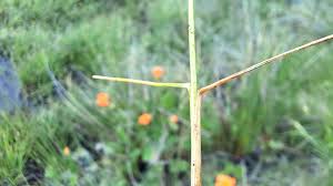 Attēlu rezultāti vaicājumam “Nardus stricta leaf”
