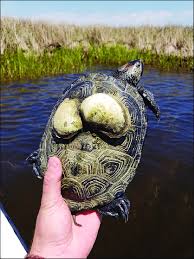 Image result for Malaclemys terrapin