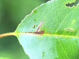 Attēlu rezultāti vaicājumam “Bucculatrix rhamniella”