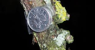 Attēlu rezultāti vaicājumam “Physcia tenella”