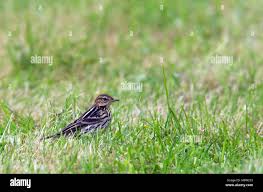 Image result for Anthus gustavi