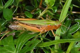 Attēlu rezultāti vaicājumam “Omocestus viridulus”