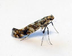 Attēlu rezultāti vaicājumam “Gracillaria syringella”