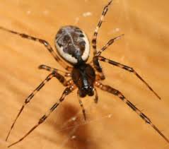 Attēlu rezultāti vaicājumam “Neriene montana”