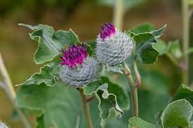 Attēlu rezultāti vaicājumam “Arctium tomentosum”