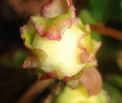 Attēlu rezultāti vaicājumam “Chimaphila umbellata bud”