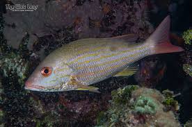 Image result for Lutjanus synagris