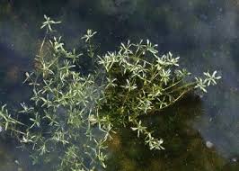 Attēlu rezultāti vaicājumam “Callitriche verna”