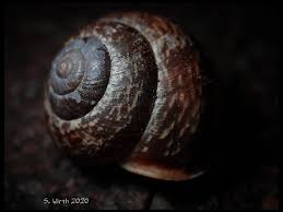 Attēlu rezultāti vaicājumam “Arianta arbustorum”