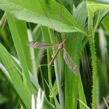 Attēlu rezultāti vaicājumam “Tipulidae”