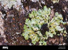 Attēlu rezultāti vaicājumam “Lobaria amplissima”