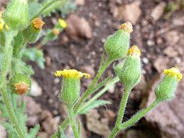 Attēlu rezultāti vaicājumam “Senecio viscosus flower”