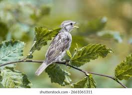 Attēlu rezultāti vaicājumam “Passer domesticus juvenile”