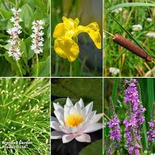 Attēlu rezultāti vaicājumam “Stratiotes aloides flower”