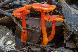 Attēlu rezultāti vaicājumam “Hygrocybe sp.”