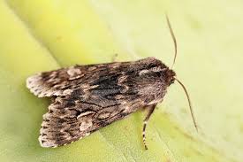 Attēlu rezultāti vaicājumam “Brachionycha nubeculosa”