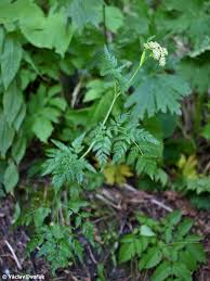 Attēlu rezultāti vaicājumam “Conioselinum tataricum”