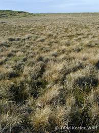 Attēlu rezultāti vaicājumam “Deschampsia cespitosa bud”