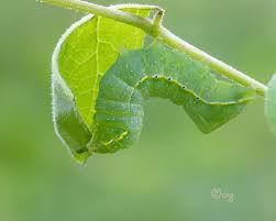 Attēlu rezultāti vaicājumam “Amphipyra pyramidea”