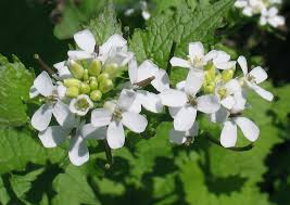 Image result for Alliaria petiolata