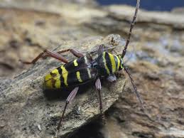 Attēlu rezultāti vaicājumam “Plagionotus detritus”