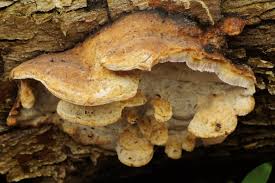 Attēlu rezultāti vaicājumam “Skeletocutis nivea”