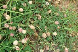 Attēlu rezultāti vaicājumam “Trifolium fragiferum”