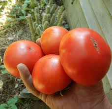 Attēlu rezultāti vaicājumam “Lycopersicon esculentum”