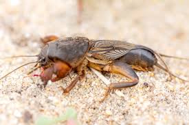 Attēlu rezultāti vaicājumam “Gryllotalpa gryllotalpa”