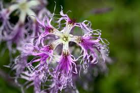 Image result for Dianthus superbus