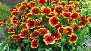 Image result for Gaillardia `Kobold`