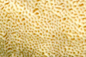 Attēlu rezultāti vaicājumam “Melanospora lagenaria”