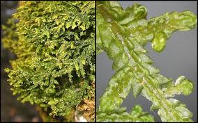 Attēlu rezultāti vaicājumam “Porella platyphylla macro”