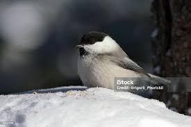 Attēlu rezultāti vaicājumam “Poecile montanus”