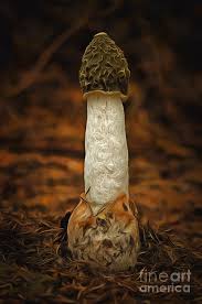 Attēlu rezultāti vaicājumam “Phallus impudicus”