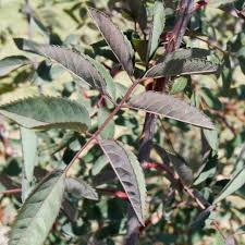 Attēlu rezultāti vaicājumam “Rosa glauca leaf”