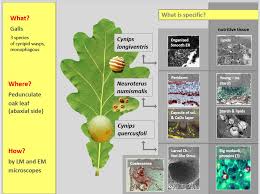 Attēlu rezultāti vaicājumam “Cynips quercusfolii”