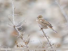 Image result for Emberiza leucocephalos