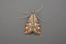 Attēlu rezultāti vaicājumam “Elophila nymphaeata”