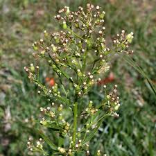 Attēlu rezultāti vaicājumam “Erigeron canadensis”