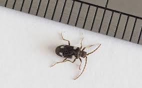 Attēlu rezultāti vaicājumam “Ptinus sp.”