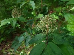 Attēlu rezultāti vaicājumam “Sambucus racemosa”