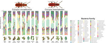 Attēlu rezultāti vaicājumam “Bolitophagus reticulatus imago”