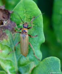 Attēlu rezultāti vaicājumam “Cantharis figurata”