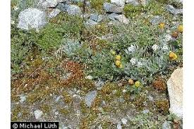 Attēlu rezultāti vaicājumam “Pohlia”