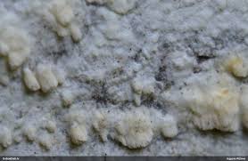 Attēlu rezultāti vaicājumam “Anomoporia bombycina”